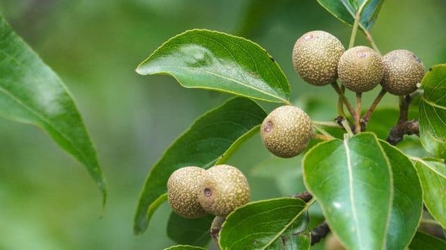 Biotech for Biodiversity